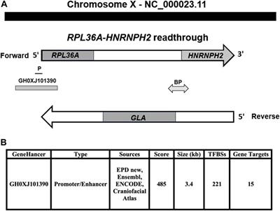 Novel enhancer mediates the RPL36A-HNRNPH2 readthrough loci and GLA gene expressions associated with fabry disease